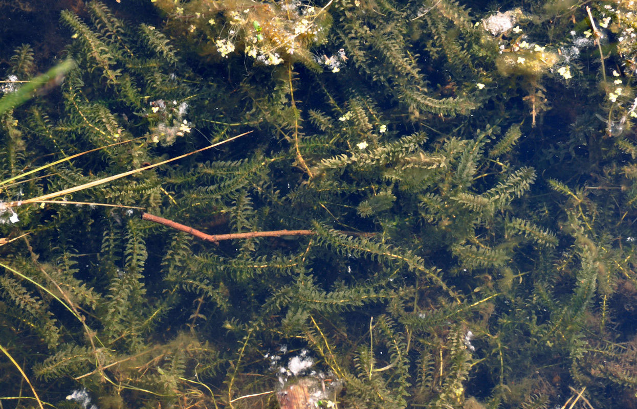 Изображение особи Elodea canadensis.