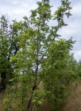 Sorbus domestica. Плодоносящие деревья. Крым, Южный Берег, окр. пос. Лесной, смешанное редколесье возле грунтовой дороги. 26.05.2024.