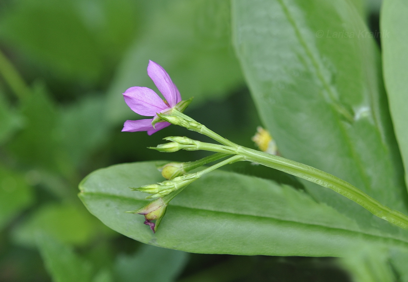 Image of Talinum paniculatum specimen.