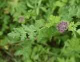 семейство Apiaceae. Лист. Чечня, Шаройский р-н, с. Хакмадой, выс. 1580 м н.у.м., луг. 30 июня 2024 г.