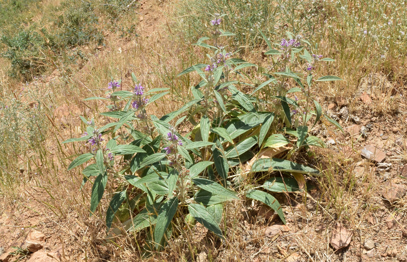 Image of Phlomis regelii specimen.