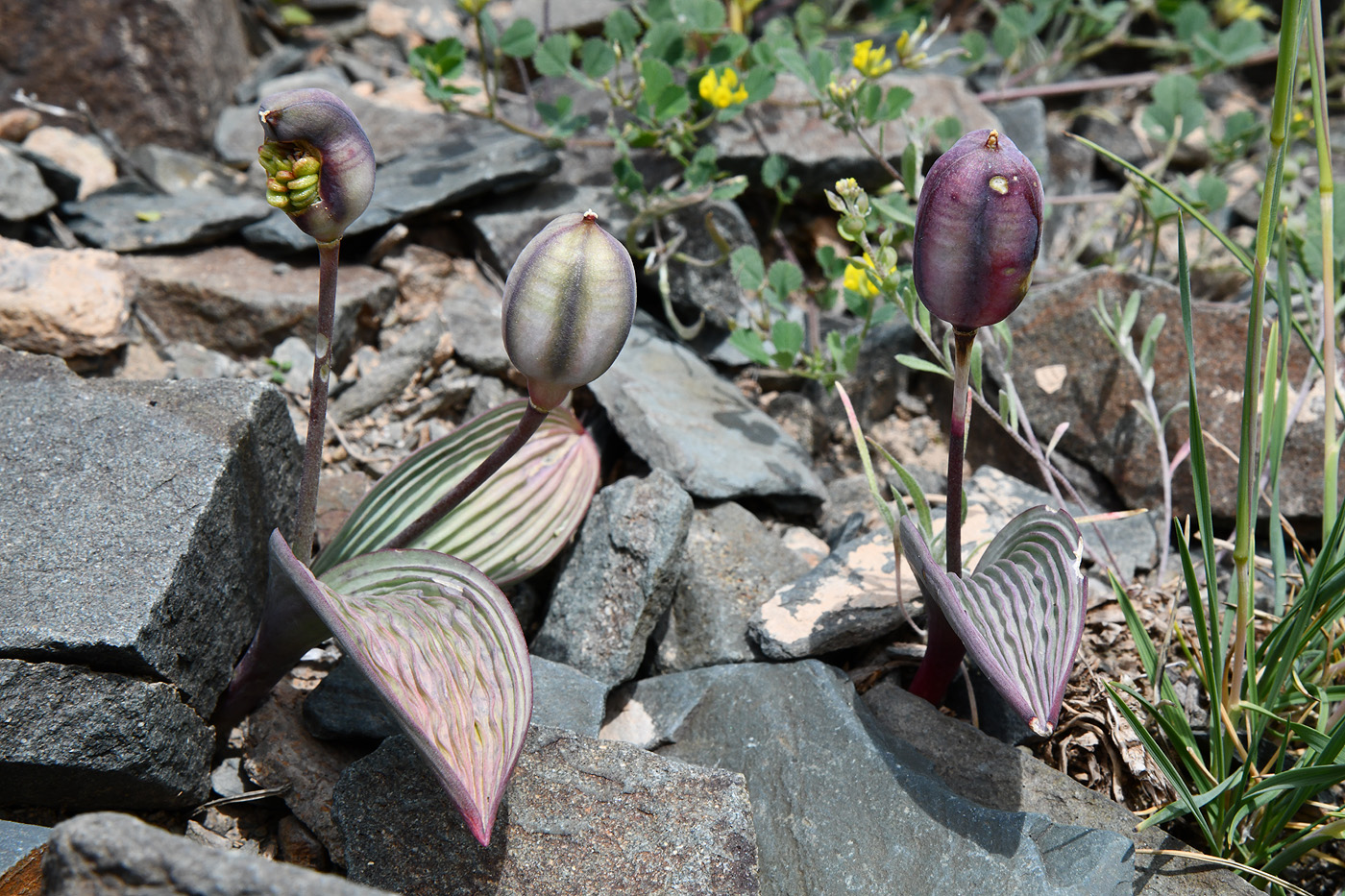 Image of Tulipa regelii specimen.