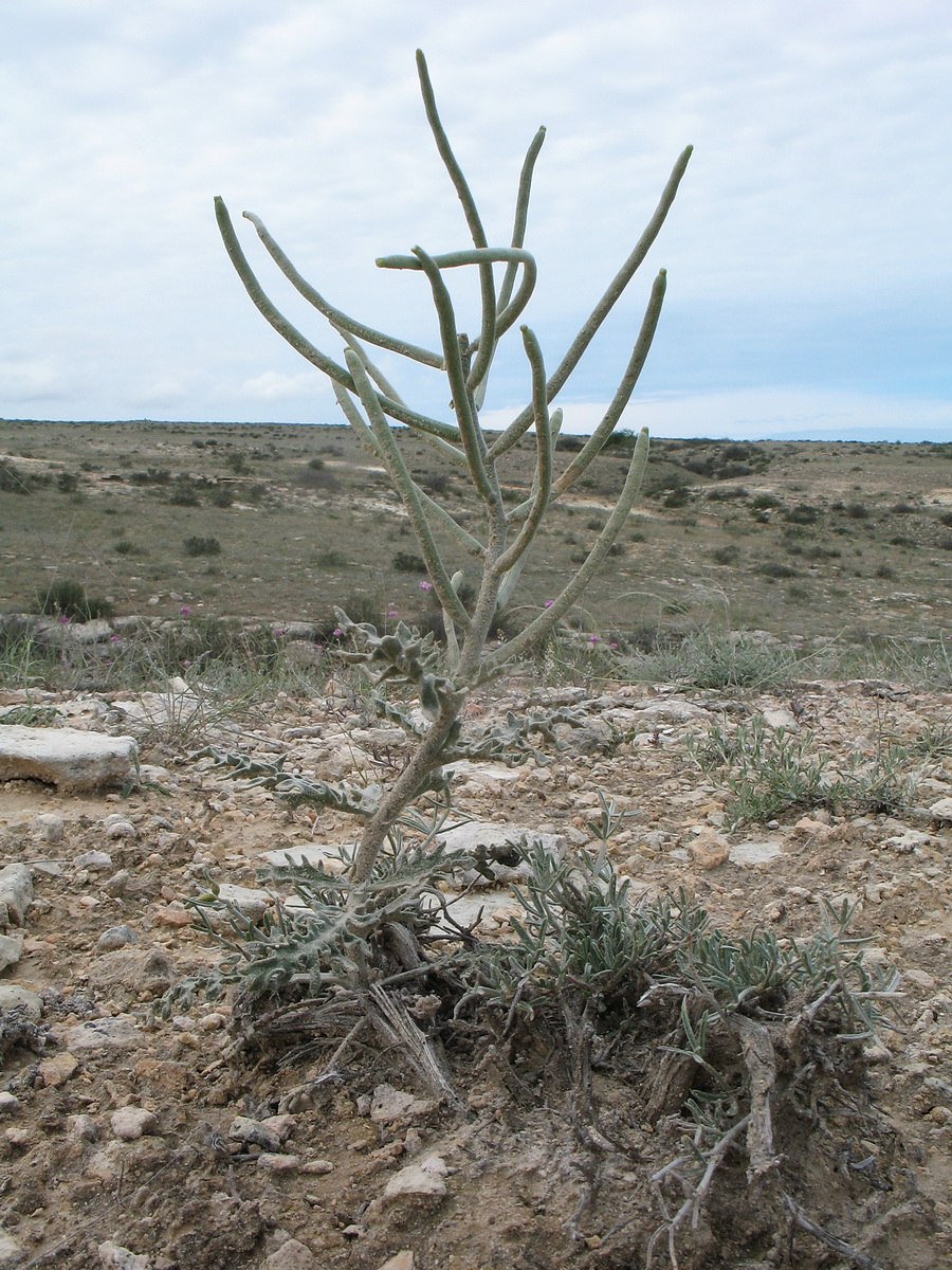 Image of Matthiola robusta specimen.