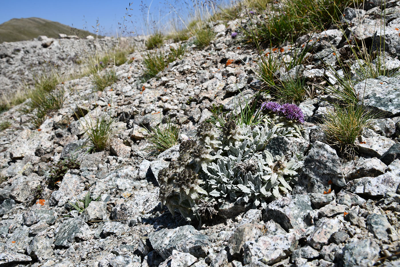 Image of Saussurea gnaphalodes specimen.