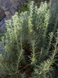 Bassia prostrata