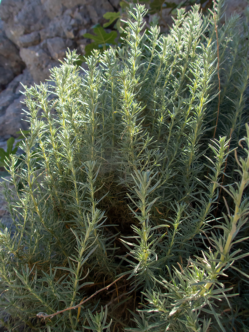 Изображение особи Bassia prostrata.