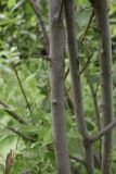 Salix cinerea. Часть ствола. Чечня, Шаройский р-н, окр. с. Хакмадой, выс. ок. 1700 м н.у.м., начало уходящей через лес в сторону хутора Хочелдой дороги, недалеко от ручья. 2 июля 2024 г.