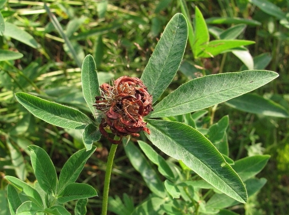 Image of Trifolium medium specimen.