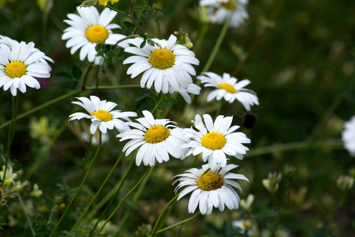 Image of familia Asteraceae specimen.