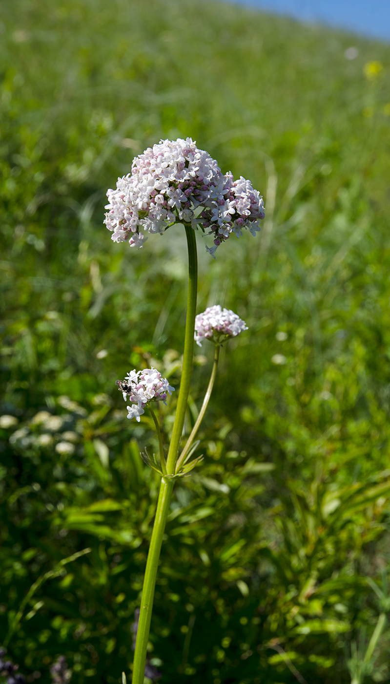 Image of Valeriana wolgensis specimen.