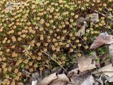 Смотреть изображение род Polytrichum