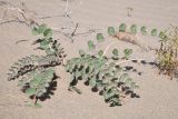 Смотреть изображение род Astragalus