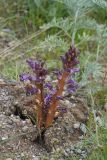 View full-size image Orobanche hansii