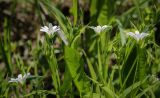Смотреть изображение Stellaria holostea