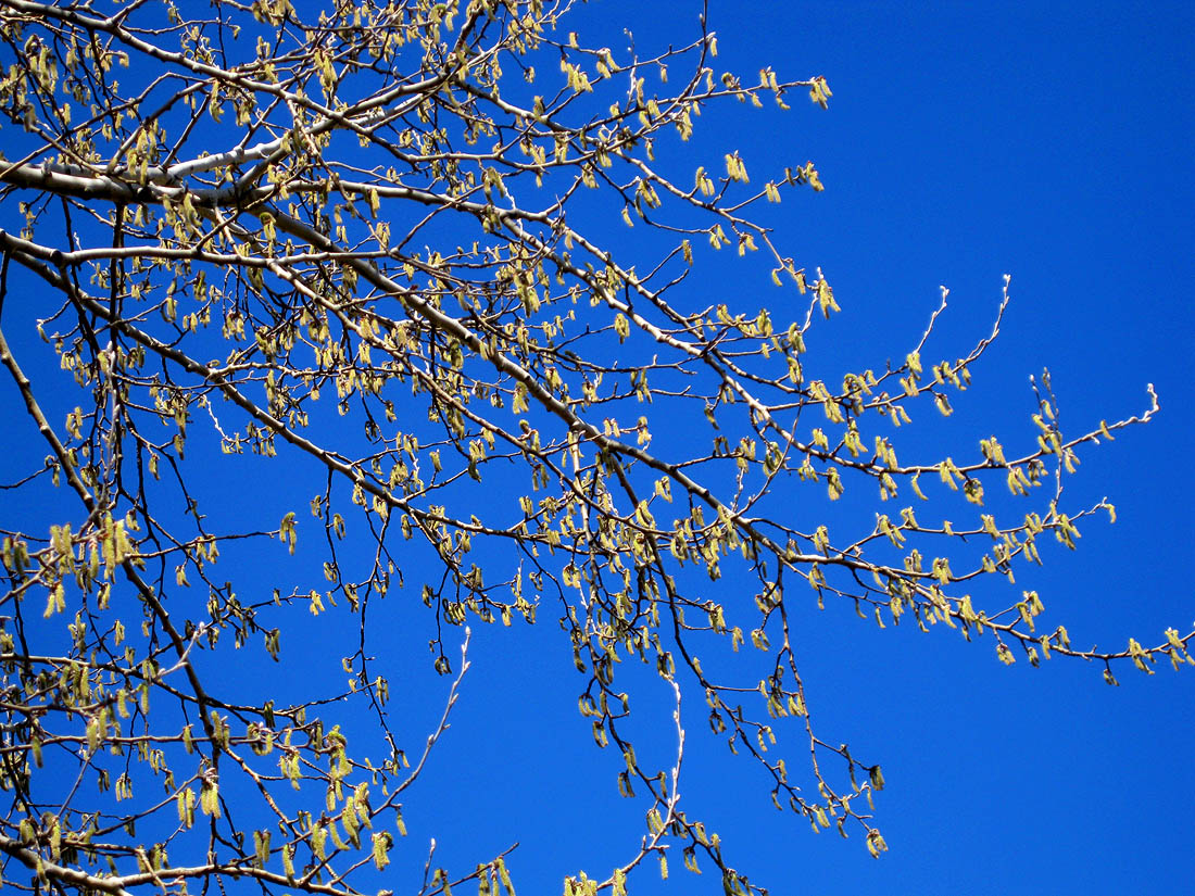 Image of Populus alba specimen.