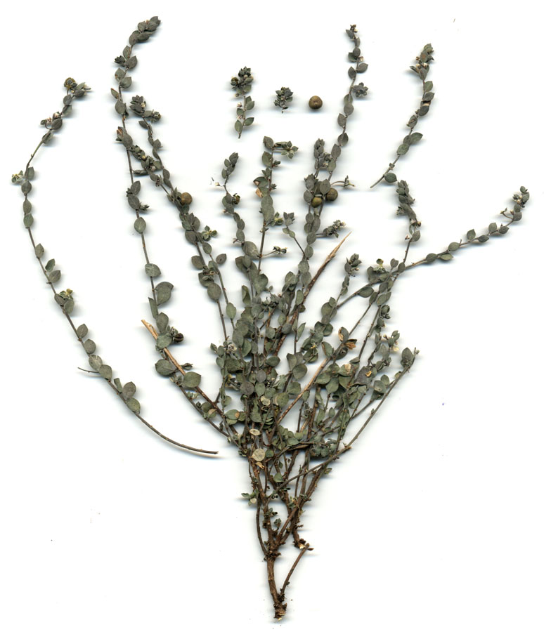 Image of Andrachne telephioides specimen.