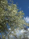 View full-size image Prunus cerasifera