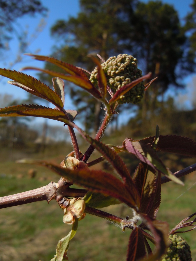 Изображение особи Sambucus sibirica.