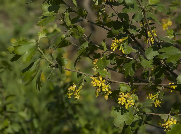 Изображение особи Ribes aureum.