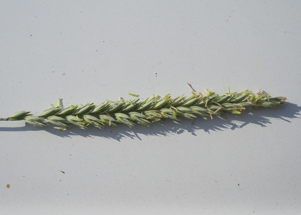 Image of Psathyrostachys juncea specimen.