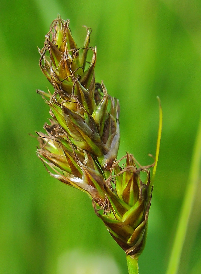 Image of genus Carex specimen.