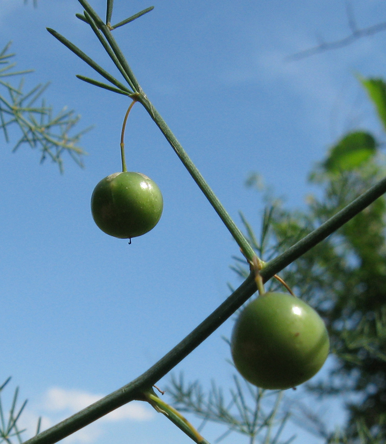 Изображение особи Asparagus officinalis.