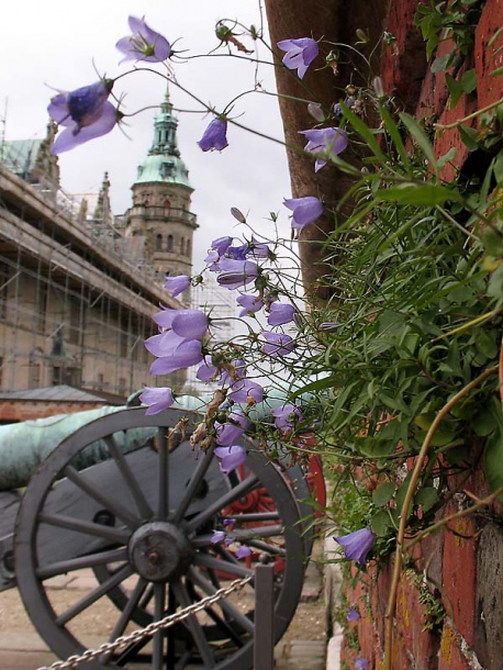 Image of Campanula rotundifolia specimen.