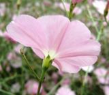 Convolvulus subhirsutus. Чашечка с венчиком. Копетдаг, Чули. 27 мая 2011 г.