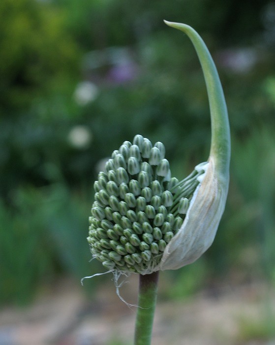 Image of Allium affine specimen.