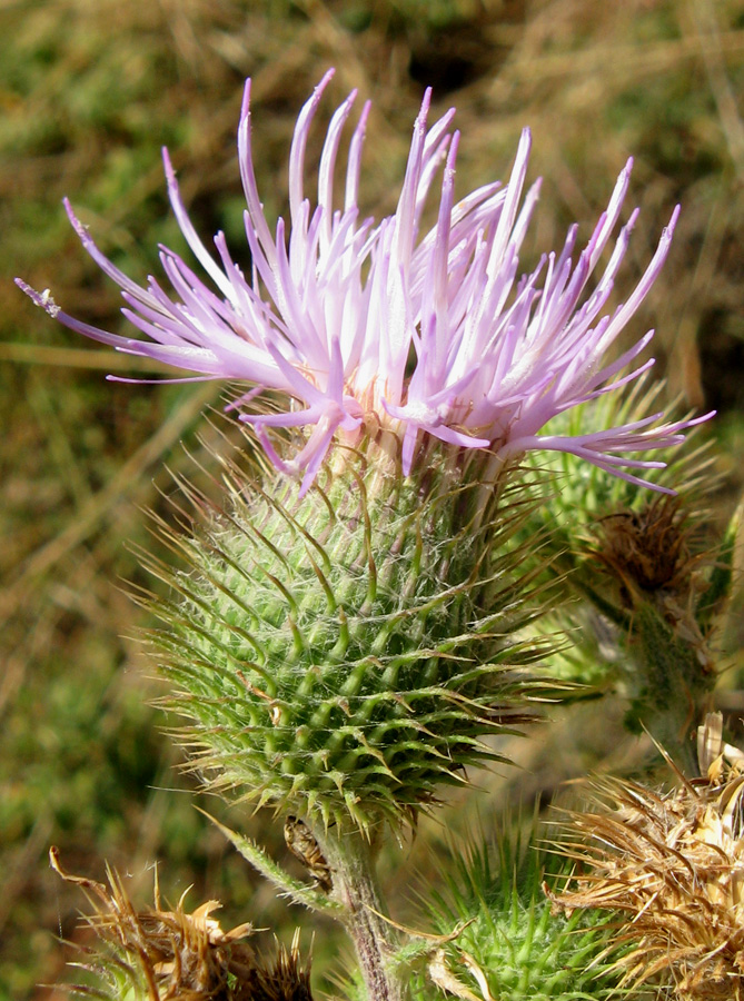 Изображение особи Cirsium laniflorum.