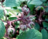 Rubus hirtus