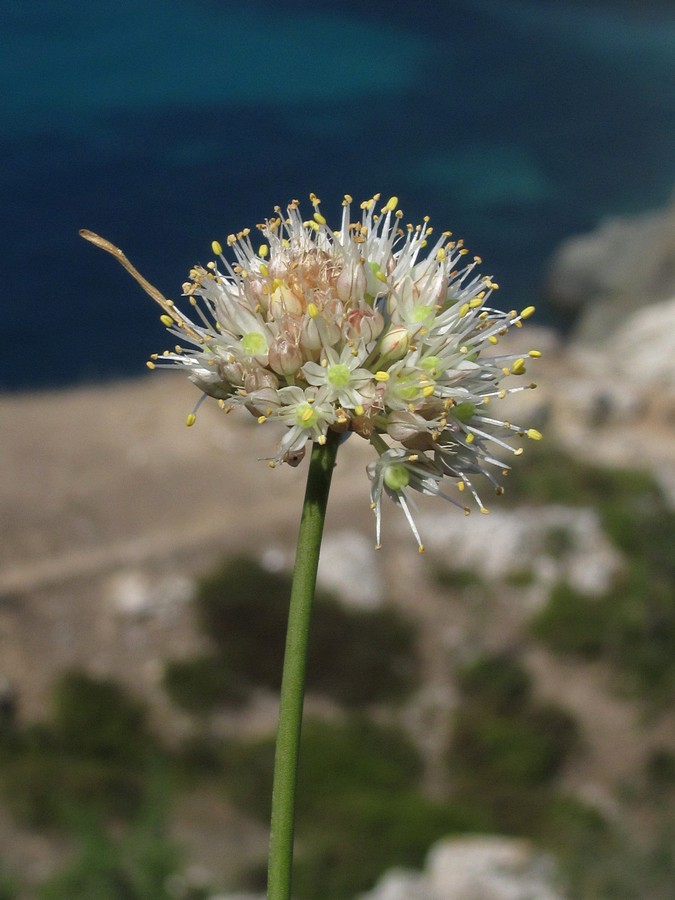 Image of Allium marschallianum specimen.