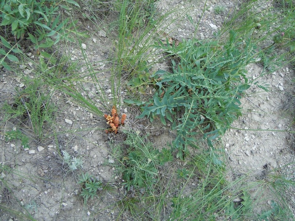 Image of Orobanche centaurina specimen.