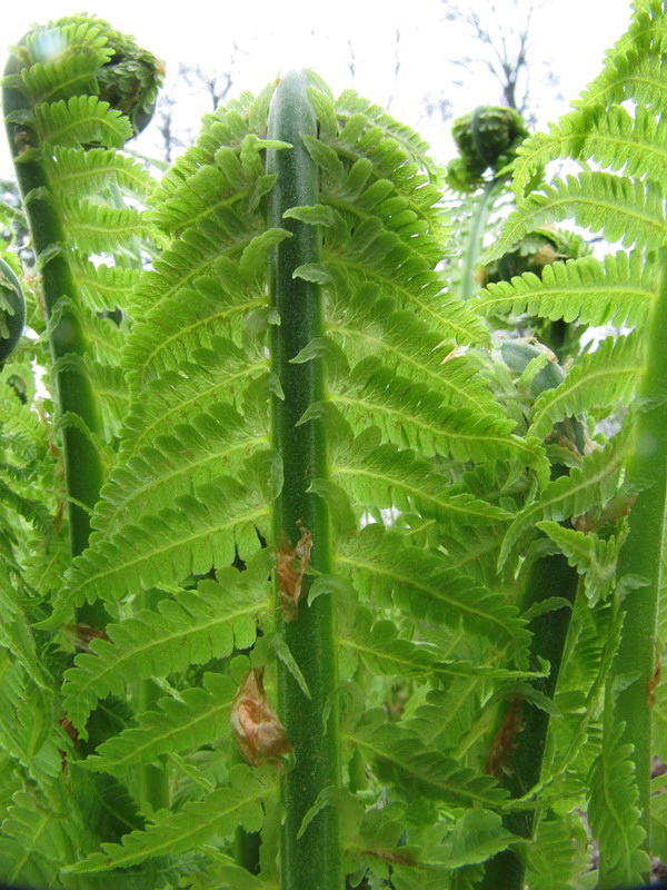 Image of Matteuccia struthiopteris specimen.