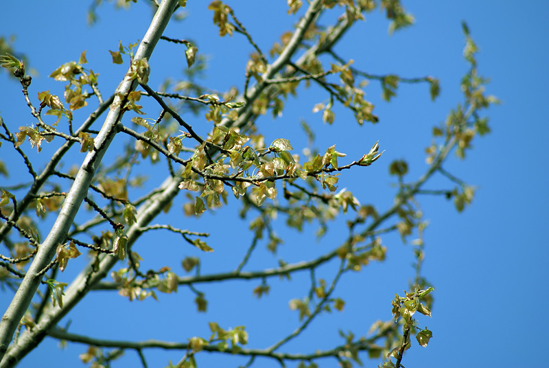 Image of Populus tremula specimen.