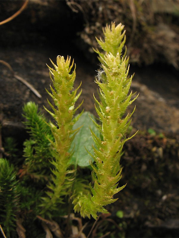 Image of Selaginella selaginoides specimen.