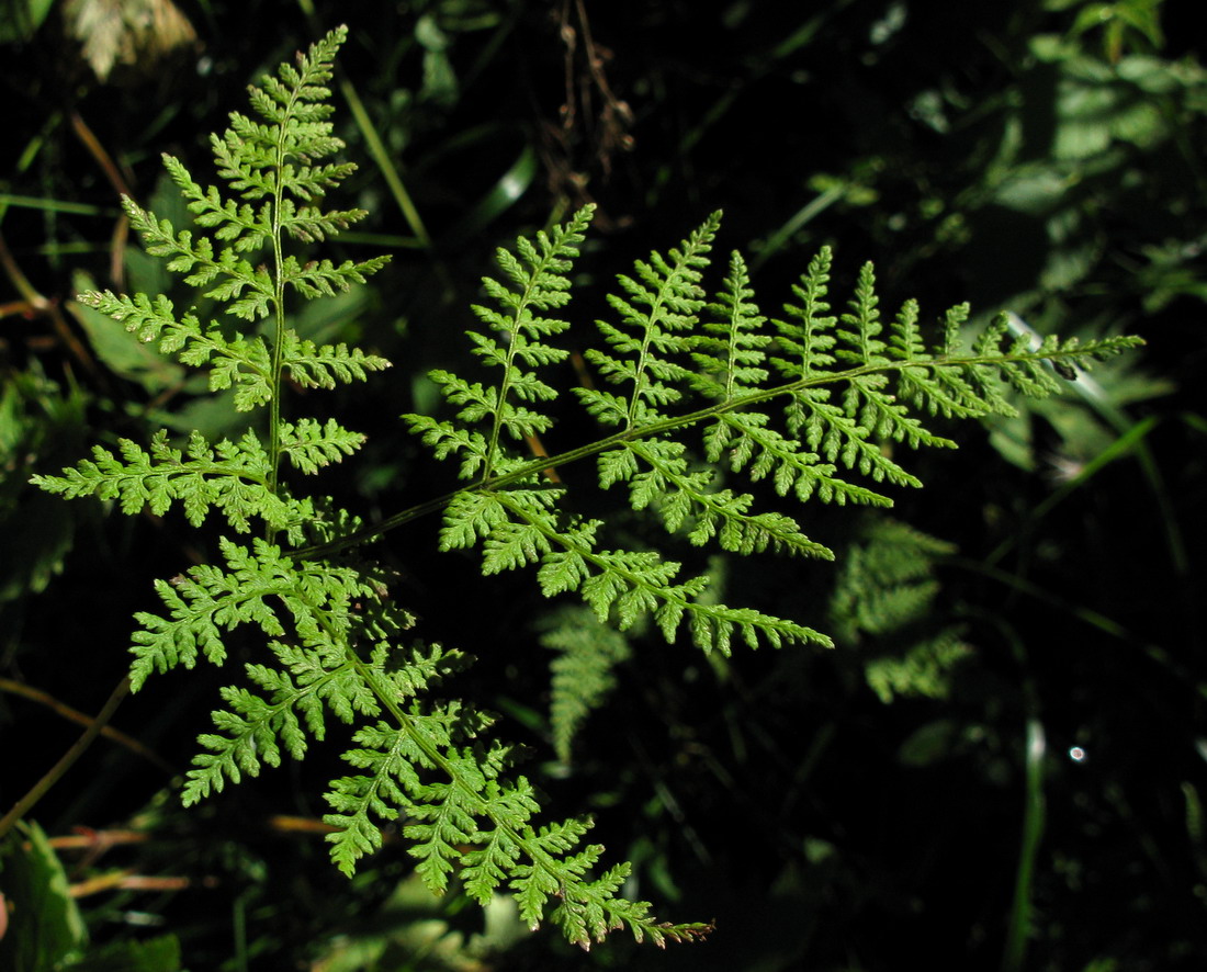 Изображение особи Rhizomatopteris montana.