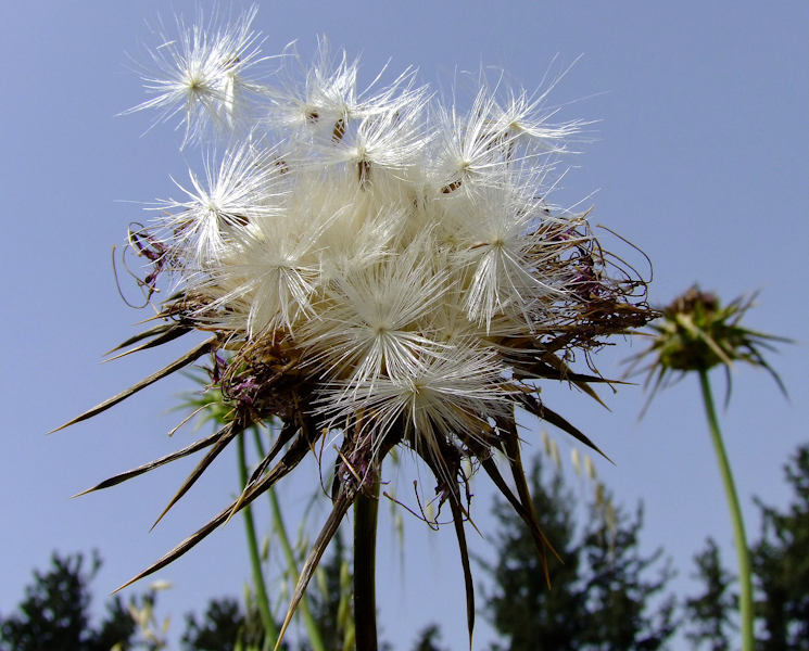 Image of Silybum marianum specimen.