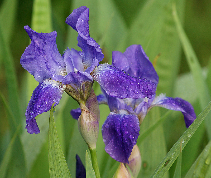 Image of Iris nyaradyana specimen.