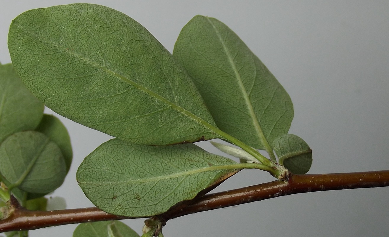 Image of genus Cotoneaster specimen.