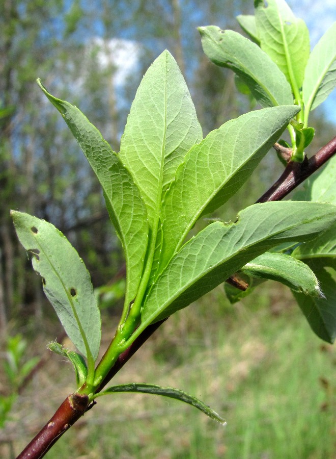 Image of Salix phylicifolia specimen.