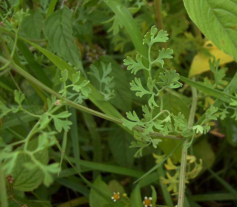 Изображение особи Fumaria officinalis.