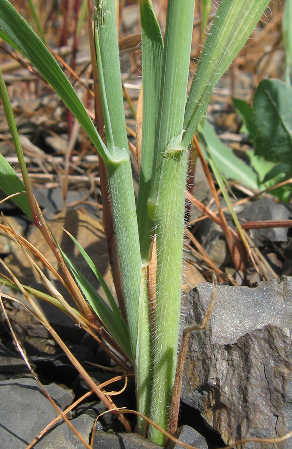 Image of Avena persica specimen.