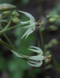 Zigadenus sibiricus