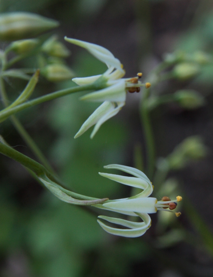 Image of Zigadenus sibiricus specimen.