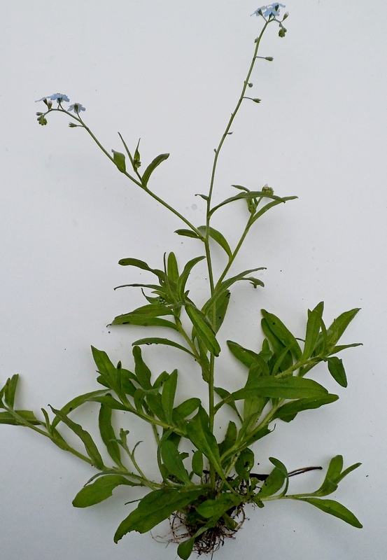 Image of Myosotis palustris specimen.