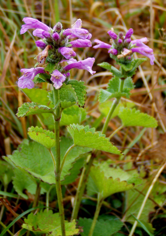 Image of Betonica macrantha specimen.