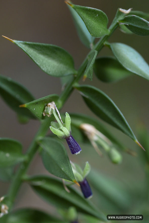 Image of Ruscus aculeatus specimen.