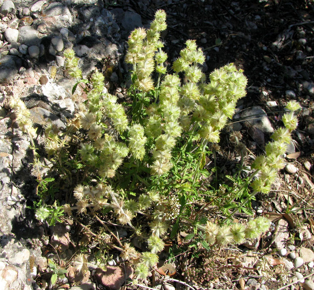 Image of Sideritis hirsuta specimen.