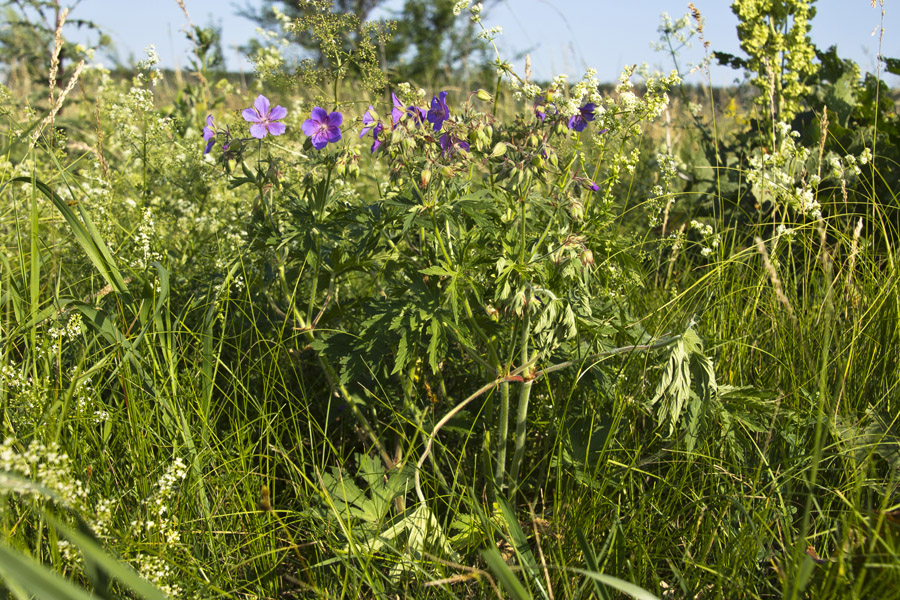 Image of Geranium pratense specimen.